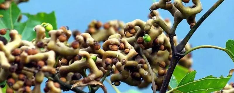 拐枣树种植技术，一般采用种子繁育（拐枣树种子种植方法）