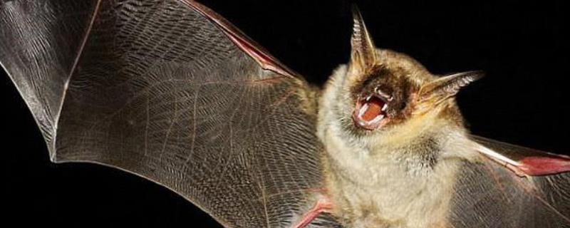 蝙蝠的繁殖方法，附其生活习性（蝙蝠通过什么繁殖后代）