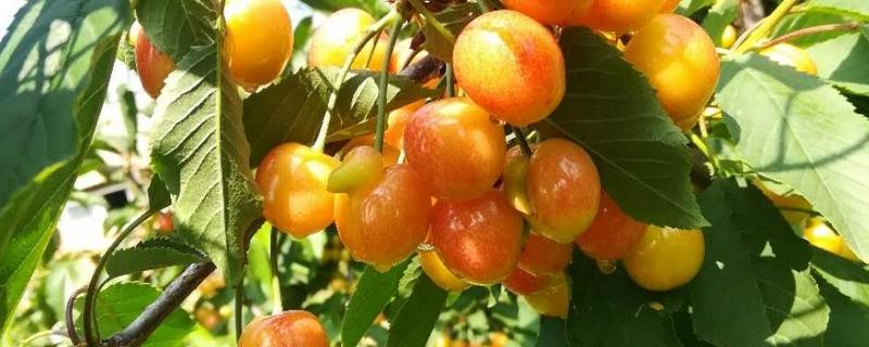 黄蜜大樱桃结果需要几年，附病虫害防治方法