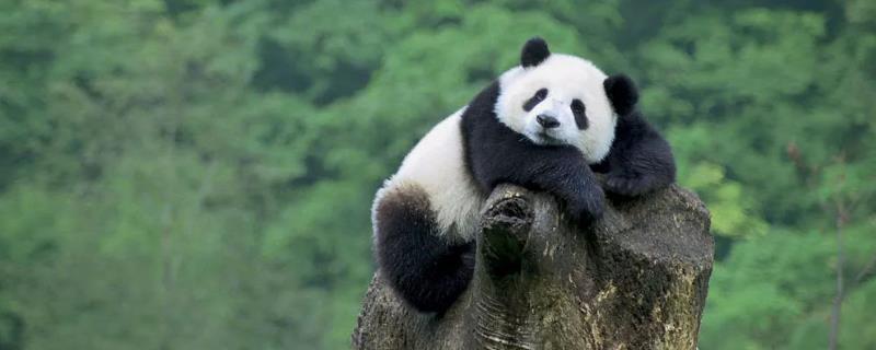 熊猫如何过冬，附熊猫吃竹子的原因 熊猫在冬天吃不吃竹子