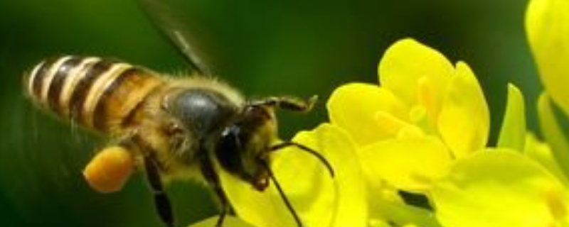 蜜蜂是益虫吗，蜜蜂蜇伤怎么处理 被蜜蜂蛰多了有什么坏处