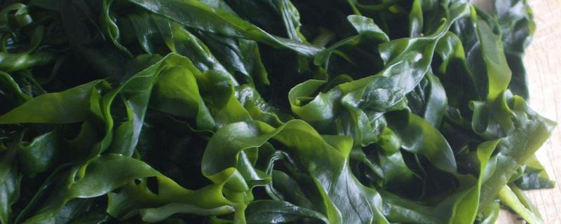 裙带菜和螺旋藻是同种植物吗，附两者简介