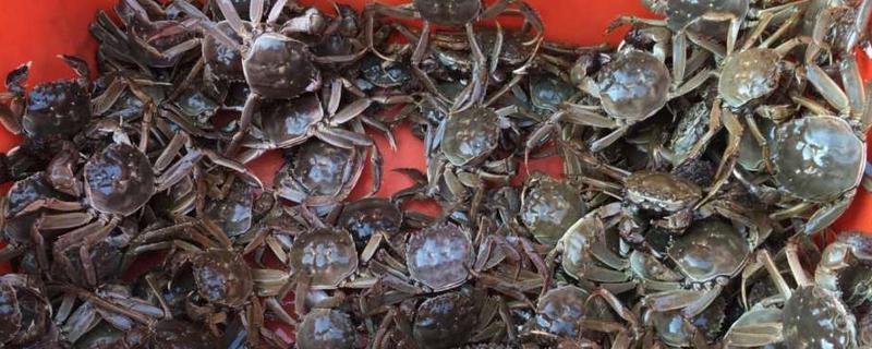 死了的海蟹还可以吃吗，附海蟹的保存方法