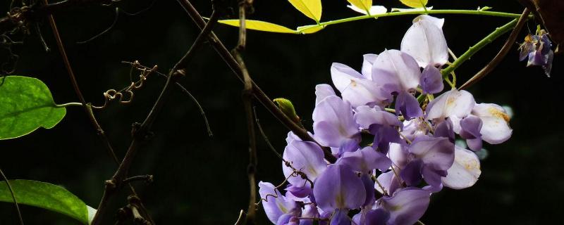 紫藤花的养殖方法，生长习性是什么（盆栽紫藤花的养殖方法）