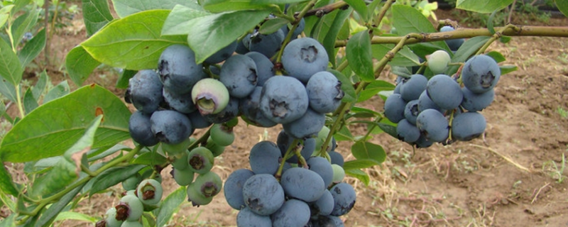 大棚蓝莓一般几月成熟，附基本介绍（大棚蓝莓一年结果几次）