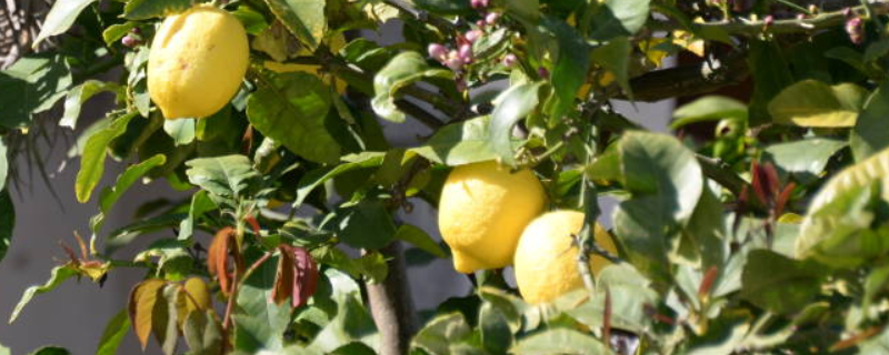 柠檬树繁殖技术，主要有五方面（柠檬树的种植技术）