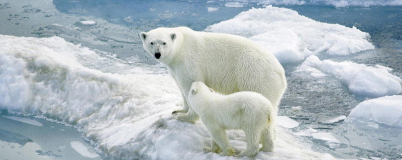 北极熊冬眠吗，喜欢什么食物 北极熊冬天吃什么食物