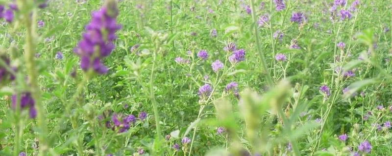 紫花苜蓿怎么种（紫花苜蓿怎么种植需要用播种机吗）