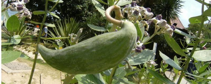 牛角瓜能否生吃，附其主要价值 牛角瓜的作用