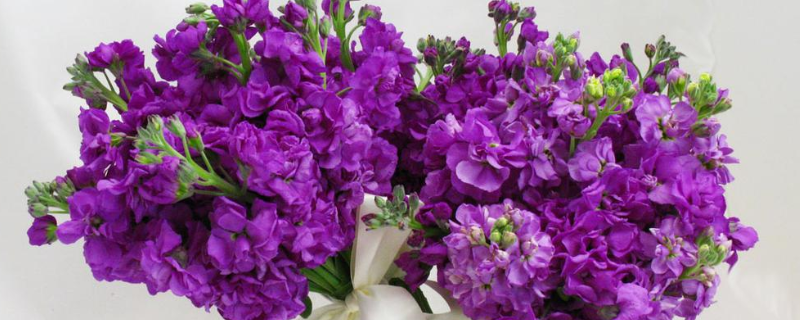 盆栽紫罗兰怎么养 盆栽紫罗兰怎么养家庭养