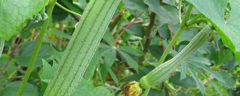 大棚丝瓜种植技术，附病虫害防治 丝瓜主要病虫害防治