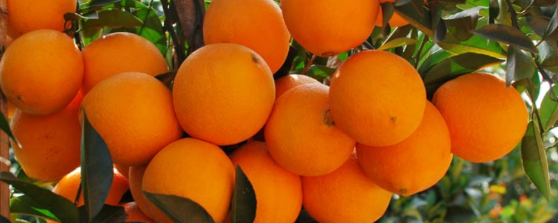 伦晚脐橙成熟时间，怎样分辨伦晚脐橙的真假