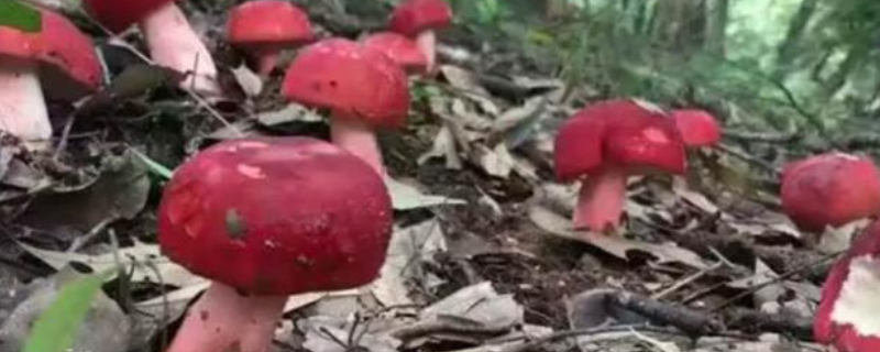 红菇的保存方法，附红菇的生长习性 红菌菇的生长环境