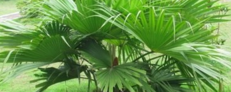 盆栽棕榈树怎么养 盆栽棕榈树怎么养护