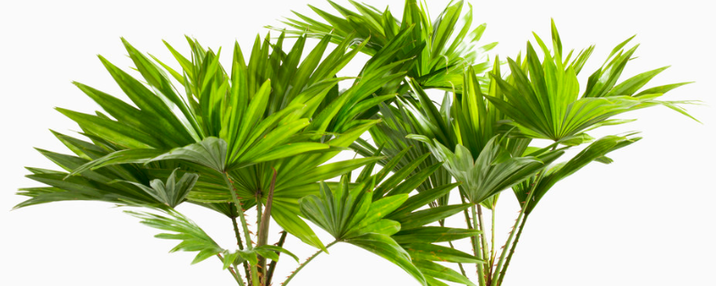 棕榈树的种植技术，附栽培价值和生长习性