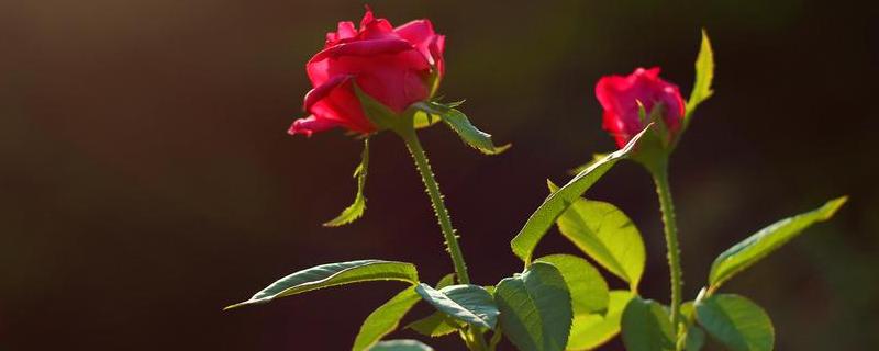 玫瑰花花期，如何养护以及花束保存（玫瑰花束保存长久的方法）