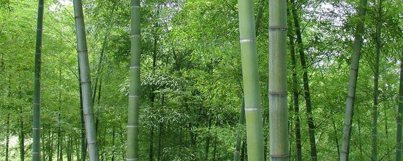 毛竹种植技术，一般在春季播种 毛竹的种植季节
