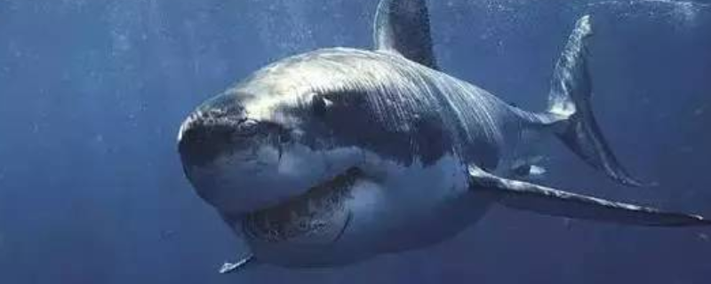 格陵兰鲨有什么天敌，寿命有多长 格陵兰鲨鱼平均寿命