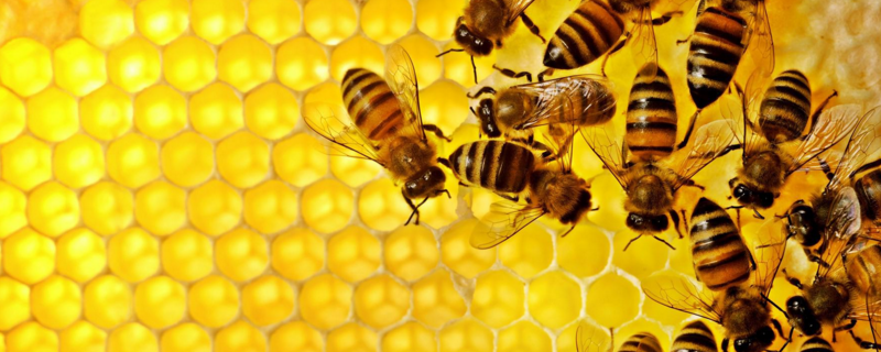 工蜂，是什么 工蜂是什么意思