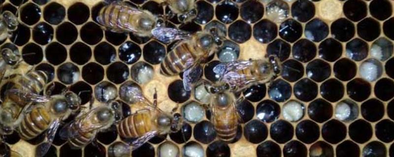 中蜂囊状幼虫病 中蜂囊状幼虫病图片