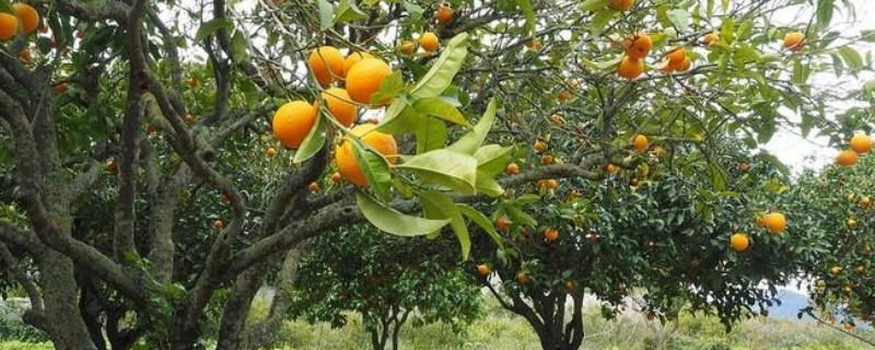 橙花蜜，具体介绍 橙花蜜的功效