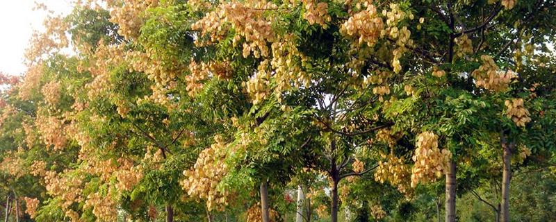 黄山栾树是常绿还是落叶植物，附其种植技术
