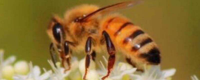 土蜂 土蜂蜜价格一般多少钱一斤