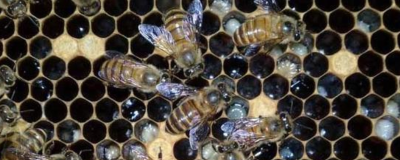 中蜂大幼虫病，附病原和防治方法 中蜂幼虫病是什么原因造成?