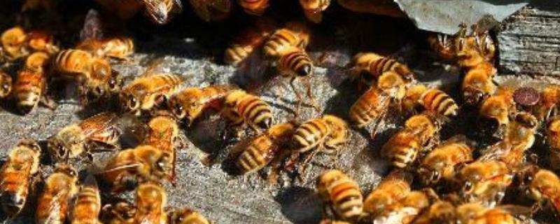 蜜蜂黄曲霉病，附详细介绍 蜂蜜 黄曲霉