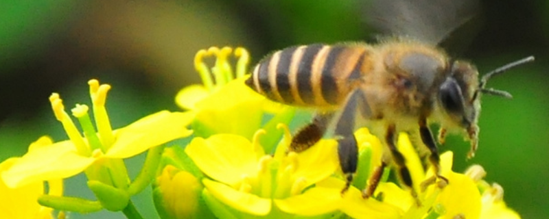 蜜蜂卷翅病，附病因和防治方法（蜜蜂的常见病害种类及防治方法）