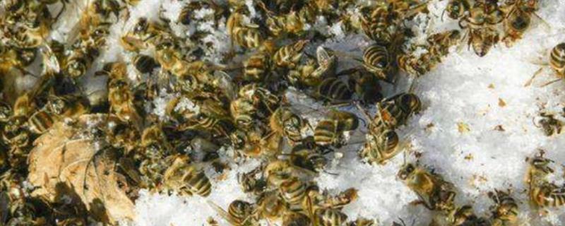 蜜蜂爬蜂综合征，附详细介绍 爬蜂病症状及治疗