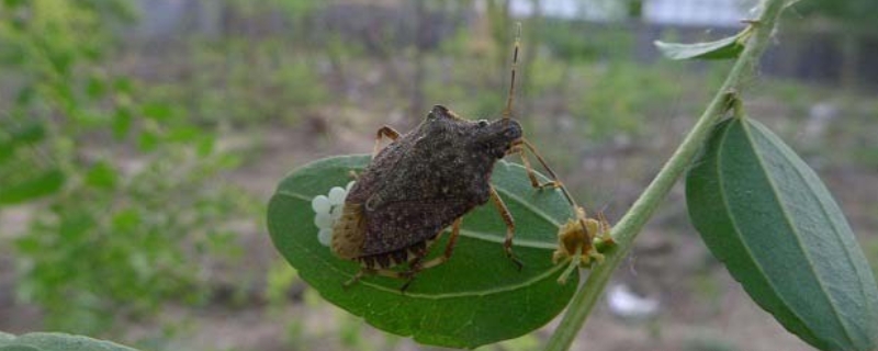 茶翅蝽有什么害怕的东西和气味，附防治茶翅蝽的方法