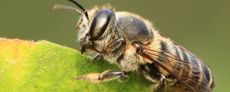 切叶蜂的天敌有哪些，切叶蜂切叶的原因
