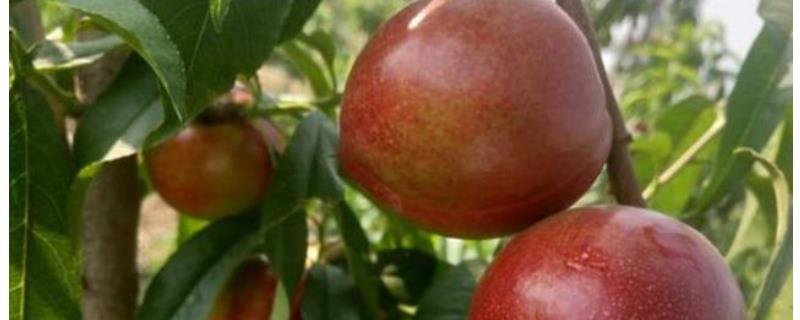 中油27号油桃品种介绍，附栽种要点 中油27号油桃品种介绍