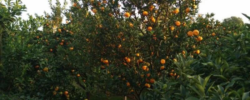 橙子树施肥时间和方法 橙子树施肥时间和方法图解