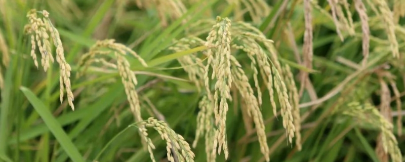 海水稻什么水稻，海水稻怎样种植才能亩产400公斤