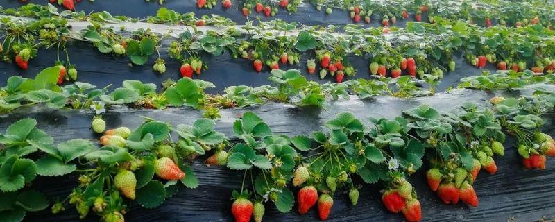 大棚草莓怎样种植（大棚草莓怎样种植好）