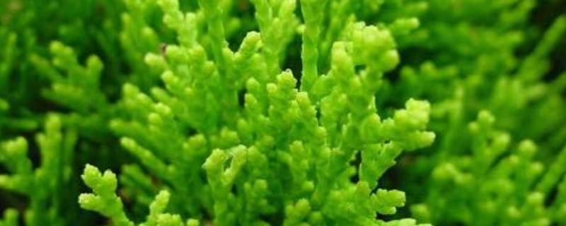 鹿角菜与珊瑚草有什么不同，附鹿角菜与珊瑚草基本介绍