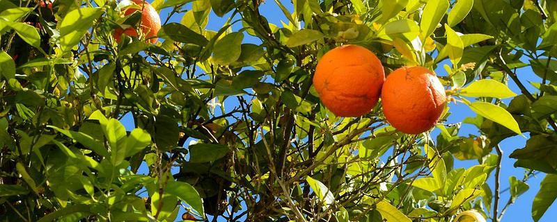 橙子树长什么样 橙子树是什么样子的
