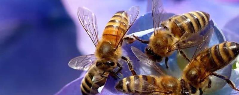 土蜂蜜一年能取几次蜜，附取蜜时间 土蜂取蜜在几月