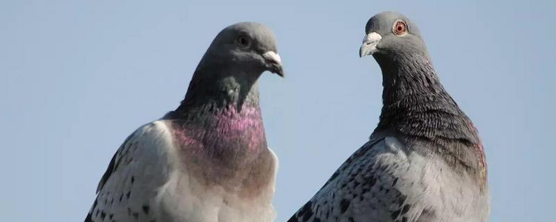 鸽子雌雄鉴别方法，童鸽识别 雌鸽和雄鸽怎么辨认