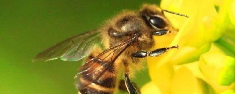 被土蜂蛰了怎么处理 被土蜂蛰了怎么处理涂什么药