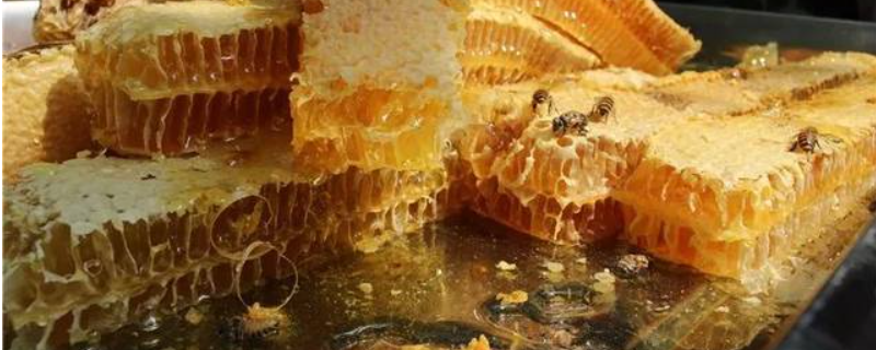 百花蜜和土蜂蜜哪个更好，附百花蜜和土蜂蜜的蜜源对比