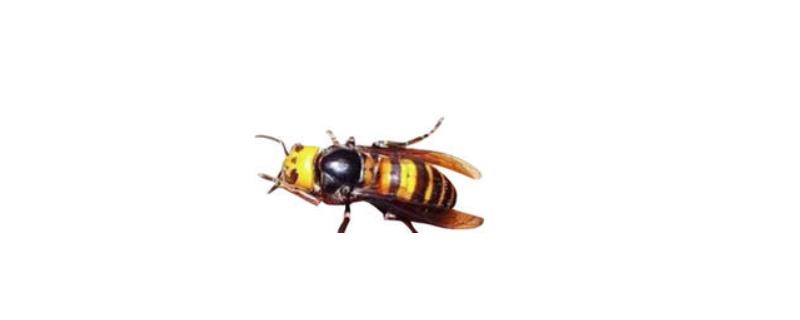 日本大黄蜂的毒性强吗，附生活习性（日本大黄蜂有毒吗）