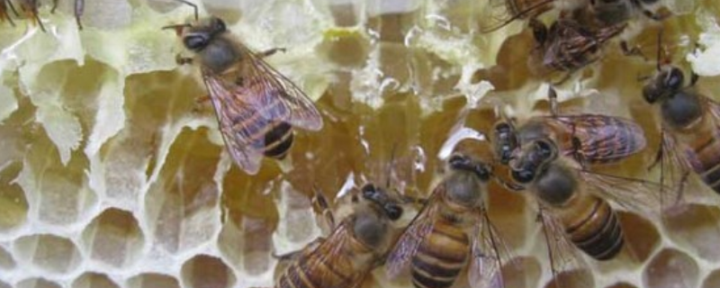 土蜜蜂几月份才能割蜜，附蜂群管理季注意事项
