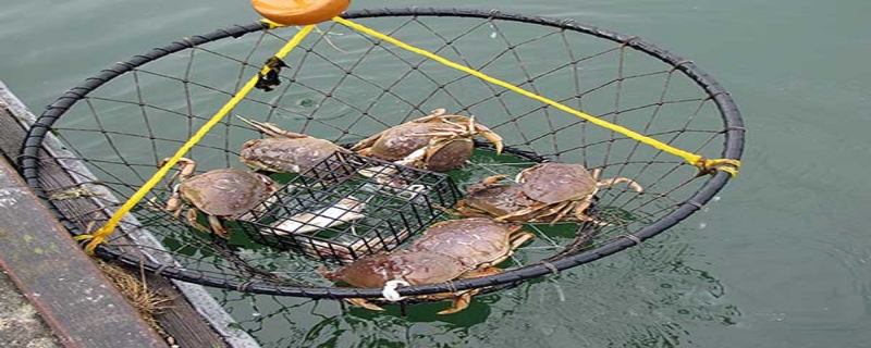 钓螃蟹用什么饵料 钓螃蟹用什么饵料效果最好