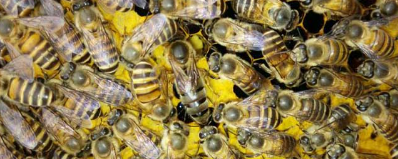 中蜂有哪些病虫害，附巢虫 中蜂的病虫害防治