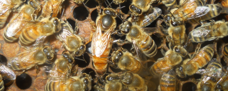 意蜂和中蜂能一起养吗，附意蜂的优势