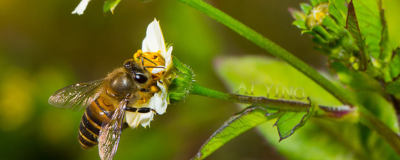 合并蜂群怎样防回蜂，附回蜂原理 蜜蜂合并回蜂怎么办