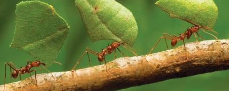 蚂蚁怕什么天敌（蚂蚁怕什么东西?蚂蚁的天敌是什么）